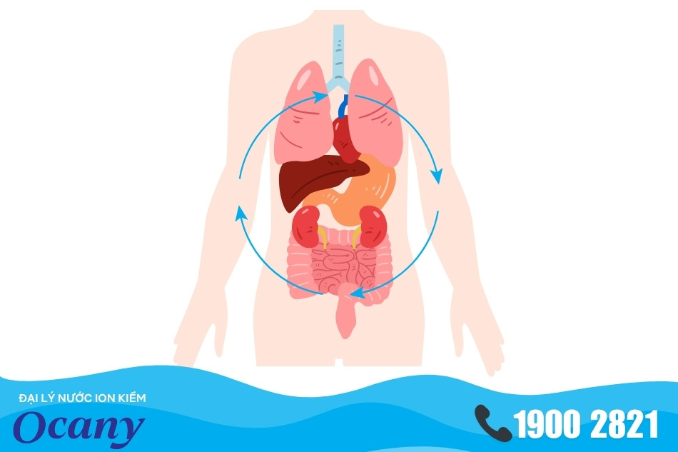 Các phản ứng sinh hóa trong cơ thể cần có vi khoáng làm chất xúc tác