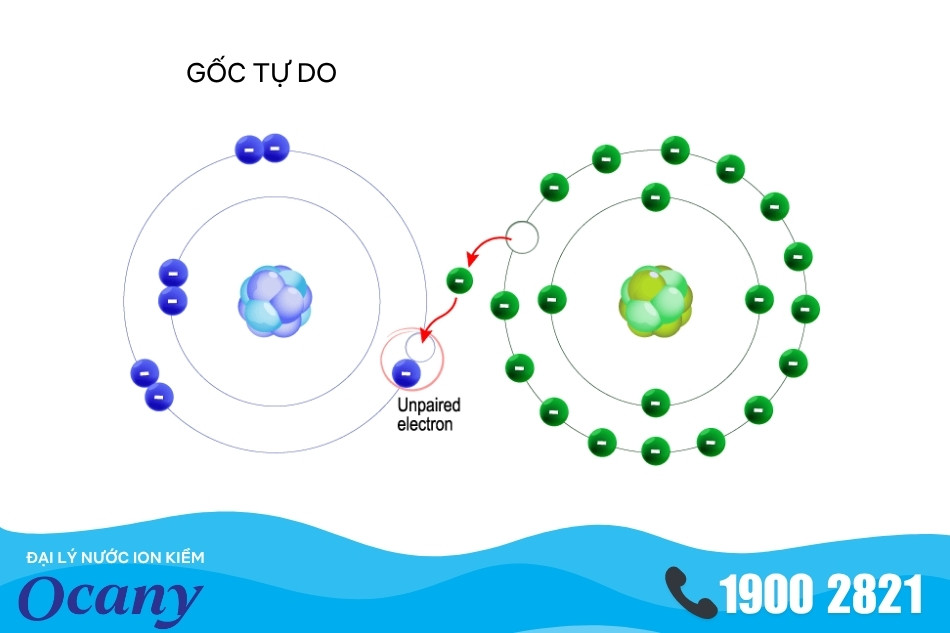 Gốc tự do là những phân tử, nguyên tử hoặc ion có ít nhất một electron đơn lẻ